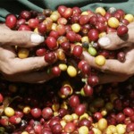 ペルー産コーヒー、今後ペルーの主力輸出品目へ期待