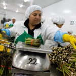 ペルーの非伝統産品の輸出増加は、国内の雇用を促進しているとの見かた