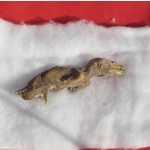 ペルー・アレキパで、肉食恐竜の化石を発見