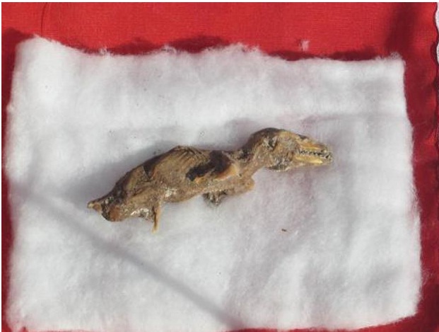 ペルー・アレキパで、肉食恐竜の化石を発見