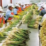 ペルーの農産物輸出昨年度より0.18％増。マンゴーやアスパラは順調な伸び