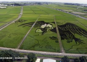埼玉県・行田市今年の田んぼアートは「大いなる翼とナスカの地上絵」日本からの移民120周年記念にむけて事業実行委員会設立